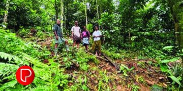 മേലെ പൊന്നാങ്കയത്ത്‌ കാട്ടനകളടക്കമുള്ള വന്യമൃഗങ്ങളുടെ ശല്യം രൂക്ഷം; ജനങ്ങള്‍ വലയുന്നു