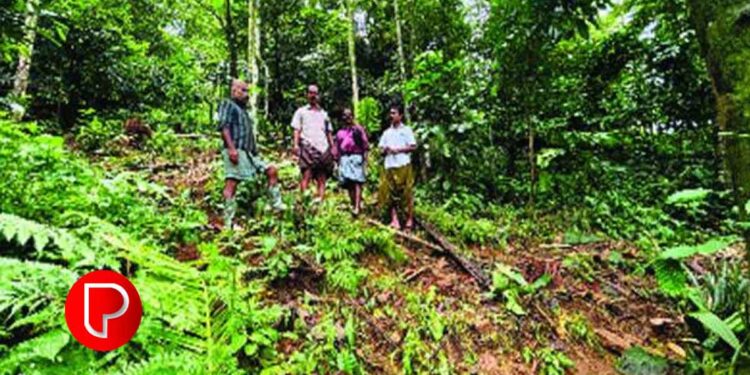 മേലെ പൊന്നാങ്കയത്ത്‌ കാട്ടനകളടക്കമുള്ള വന്യമൃഗങ്ങളുടെ ശല്യം രൂക്ഷം; ജനങ്ങള്‍ വലയുന്നു