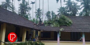പൊന്നാങ്കയത്ത് ശക്തമായ കാറ്റിൽ സ്കൂളിനു മുകളിലേക്ക് തെങ്ങ് വീണു, 2 ക്ലാസുകൾ പൂർണമായി തകർന്നു