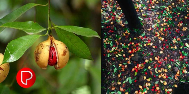 ‘ജാതി’ക്ക് പനി ബാധിച്ചു; തുടർച്ചയായ മഴ കാരണം ജാതിക്ക പാകമാകുന്നതിനു മുമ്പ് കൊഴിഞ്ഞു പോകുന്നു, എന്താണ് പരിഹാരം?