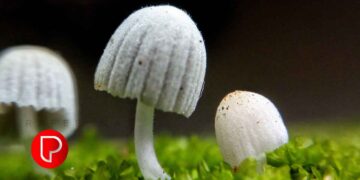 പൂനൂരിൽ വിഷ കൂൺ പാചകം ചെയ്തു കഴിച്ച ആറ് പേർ ആശുപത്രിയിൽ