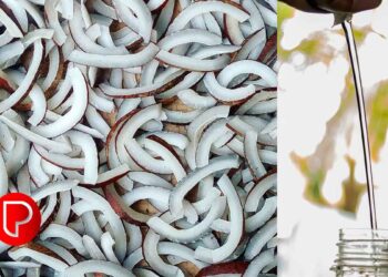 വെളിച്ചെണ്ണയുടെ വില റെക്കോർഡ് വേഗത്തില്‍ കുതിക്കുന്നു