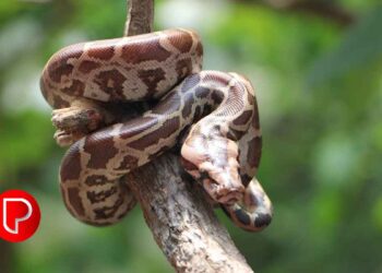 ബാലുശ്ശേരിയിൽ രണ്ടുപേര്‍ക്ക് പെരുമ്പാമ്പിന്‍റെ കടിയേറ്റു