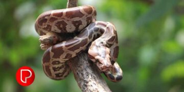 ബാലുശ്ശേരിയിൽ രണ്ടുപേര്‍ക്ക് പെരുമ്പാമ്പിന്‍റെ കടിയേറ്റു