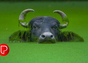 ബാലുശ്ശേരി ചന്തയിൽ ബലി പെരുന്നാളിനായി പോത്ത് വ്യാപാരം പുരോഗമിക്കുന്നു