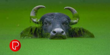 ബാലുശ്ശേരി ചന്തയിൽ ബലി പെരുന്നാളിനായി പോത്ത് വ്യാപാരം പുരോഗമിക്കുന്നു