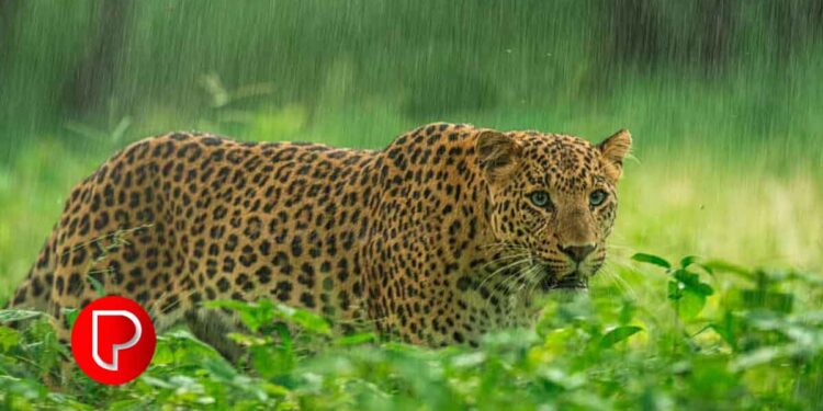 പൂവാറംതോട് മേഖലയില്‍ പുലി; ഭീതി വിട്ടൊഴിയാതെ മലയോര മേഖല