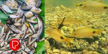 അയലയും മത്തിയും വേണ്ട, മലയാളികൾ പുഴമീനിന്റെ പിന്നാലെയാണ്; കഴിക്കുന്നവർ ഈ കാര്യങ്ങൾ അറിഞ്ഞിരിക്കണം