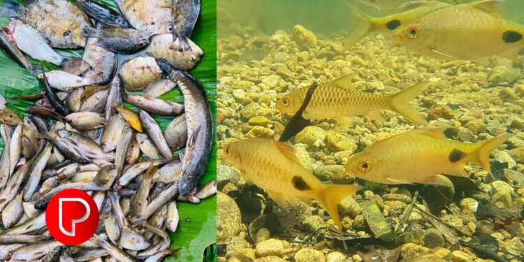 അയലയും മത്തിയും വേണ്ട, മലയാളികൾ പുഴമീനിന്റെ പിന്നാലെയാണ്; കഴിക്കുന്നവർ ഈ കാര്യങ്ങൾ അറിഞ്ഞിരിക്കണം