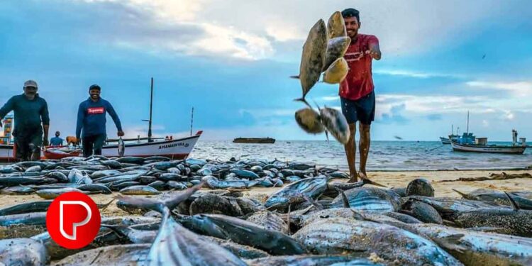 കനത്ത മഴ, മത്സ്യത്തിന്റെ കുറവ്, ലഭ്യമായതിനോ ഉയർന്ന വിലയും