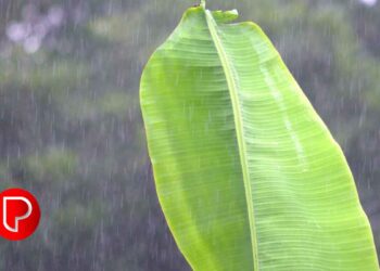 വേനൽ മഴയിലും കാലവർഷത്തിന്റെ തുടക്കത്തിലും കോഴിക്കോട് ജില്ലയിലെ കർഷകർക്ക് 31.58 കോടി രൂപയുടെ നഷ്ടം