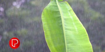 വേനൽ മഴയിലും കാലവർഷത്തിന്റെ തുടക്കത്തിലും കോഴിക്കോട് ജില്ലയിലെ കർഷകർക്ക് 31.58 കോടി രൂപയുടെ നഷ്ടം