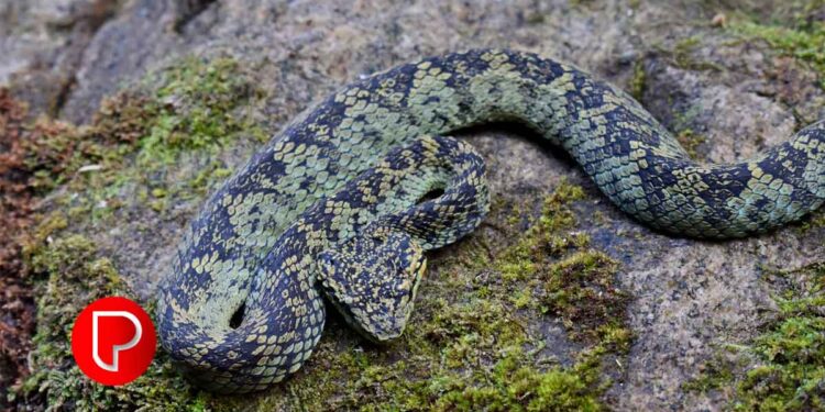 കാറിനകത്ത് പാമ്പ് കയറി; കോഴിക്കോട് യുവാവിന് യാത്രക്കിടെ കടിയേറ്റു