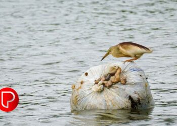 കുറ്റികടവ് ചെറുപുഴയിൽ മാലിന്യം; വെള്ളത്തിന് നിറം മാറ്റം