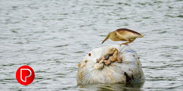 കുറ്റികടവ് ചെറുപുഴയിൽ മാലിന്യം; വെള്ളത്തിന് നിറം മാറ്റം