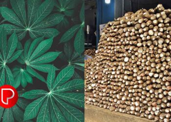 മരച്ചീനി വിളയുന്ന മലയോരം; മരച്ചീനിയുടെ സ്വന്തം നാട്; കൊല്ലം ജില്ല മുന്നില്‍, ഉത്പാദനം 3,91,224 ടണ്‍