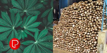 മരച്ചീനി വിളയുന്ന മലയോരം; മരച്ചീനിയുടെ സ്വന്തം നാട്; കൊല്ലം ജില്ല മുന്നില്‍, ഉത്പാദനം 3,91,224 ടണ്‍