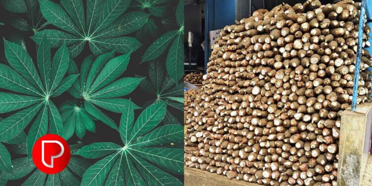 മരച്ചീനി വിളയുന്ന മലയോരം; മരച്ചീനിയുടെ സ്വന്തം നാട്; കൊല്ലം ജില്ല മുന്നില്‍, ഉത്പാദനം 3,91,224 ടണ്‍