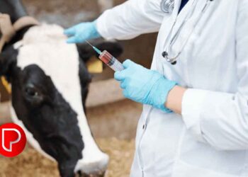 കോഴിക്കോട് ജില്ലയിൽ വെറ്ററിനറി സര്‍ജന്‍ നിയമനം