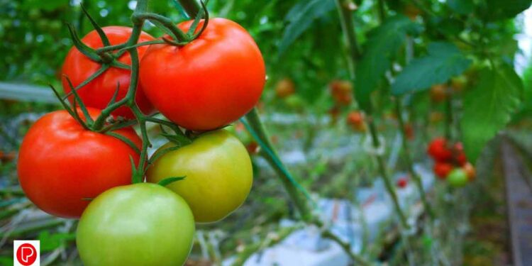 ദിവസവും തക്കാളി കഴിക്കുന്നതിന്റെ ഗുണങ്ങൾ അറിയാം