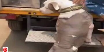 ചെന്നൈയിൽ ഏഴുവയസുകാരിയുടെ മുഖം പിറ്റ്ബുൾ നായ കടിച്ചുകീറി