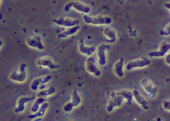 മലപ്പുറം ചേളാരി സ്വദേശിയായ പതിനൊന്നു വയസ്സുകാരിക്ക് അമീബിക് മസ്തിഷ്ക ജ്വരം