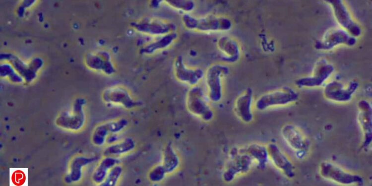 മലപ്പുറം ചേളാരി സ്വദേശിയായ പതിനൊന്നു വയസ്സുകാരിക്ക് അമീബിക് മസ്തിഷ്ക ജ്വരം