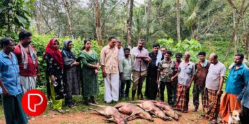 കർഷകർക്കാശ്വാസം; കൊടിയത്തൂരില്‍ കാടിളക്കി നായാട്ട്; ഒന്പത് കാട്ടുപന്നികളെ വെടിവച്ചുകൊന്നു