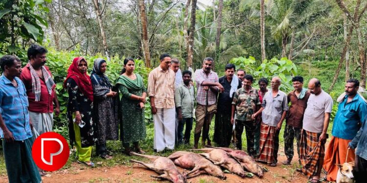 കർഷകർക്കാശ്വാസം; കൊടിയത്തൂരില്‍ കാടിളക്കി നായാട്ട്; ഒന്പത് കാട്ടുപന്നികളെ വെടിവച്ചുകൊന്നു