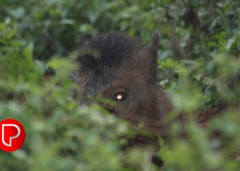 മൂന്നുവര്‍ഷത്തിനിടെ കൊന്നൊടുക്കിയത് 4734 കാട്ടുപന്നികളെ; കോഴിക്കോട് മാത്രം 472; വയനാട് ഏറെ പിന്നില്‍