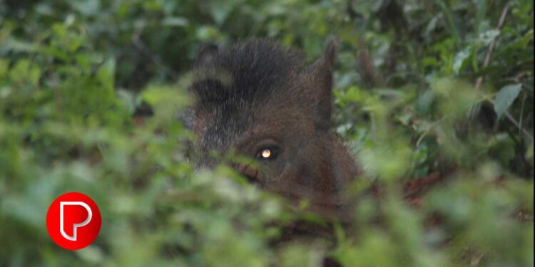 മൂന്നുവര്‍ഷത്തിനിടെ കൊന്നൊടുക്കിയത് 4734 കാട്ടുപന്നികളെ; കോഴിക്കോട് മാത്രം 472; വയനാട് ഏറെ പിന്നില്‍