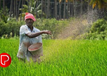 രാസവളങ്ങൾ വിലയേറി, ലഭിക്കാൻ പ്രയാസവും; വളപ്രയോഗ സമയത്ത് കർഷകർക്ക് തിരിച്ചടി നേരിടുന്നു