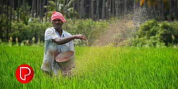 രാസവളങ്ങൾ വിലയേറി, ലഭിക്കാൻ പ്രയാസവും; വളപ്രയോഗ സമയത്ത് കർഷകർക്ക് തിരിച്ചടി നേരിടുന്നു