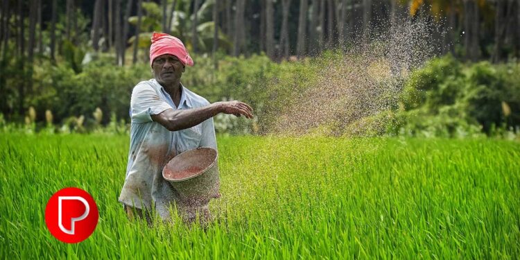 രാസവളങ്ങൾ വിലയേറി, ലഭിക്കാൻ പ്രയാസവും; വളപ്രയോഗ സമയത്ത് കർഷകർക്ക് തിരിച്ചടി നേരിടുന്നു