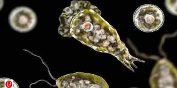 സംസ്ഥാനത്ത് വീണ്ടും അമീബിക് മസ്തിഷ്ക ജ്വരം ബാധിച്ച് മരണം