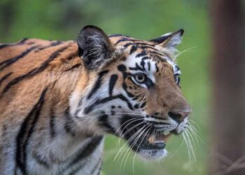 കടുവയുടെ ആക്രമണത്തിൽ ഫോറസ്റ്റ് വാച്ചർക്ക് ദാരുണാന്ത്യം