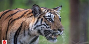 കടുവയുടെ ആക്രമണത്തിൽ ഫോറസ്റ്റ് വാച്ചർക്ക് ദാരുണാന്ത്യം