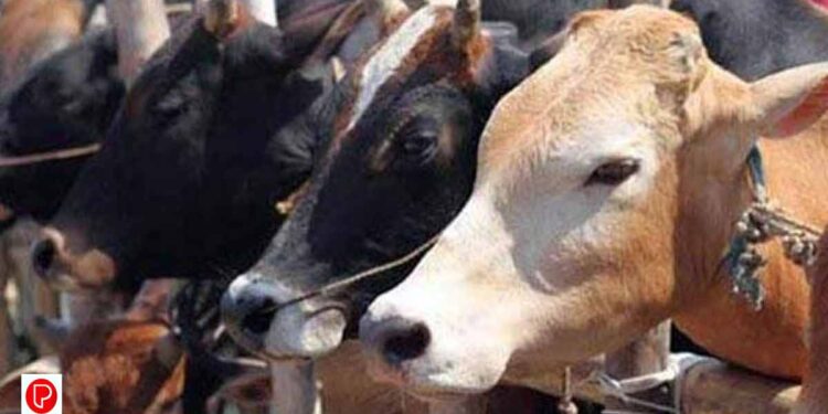 ചരിത്രപരമായ വിധി ; ഗുജറാത്തിൽ ഗോവധക്കേസിൽ 3 പേർക്ക് ജീവപര്യന്തം തടവും 18 ലക്ഷം രൂപ പിഴയും