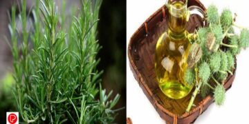 മുടിവളർച്ചയ്ക്ക് റോസ്മേരിയും ആവണക്കെണ്ണയും