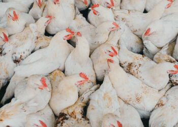 പക്ഷിപ്പനി വീണ്ടും ; ആലപ്പുഴയിലും കോട്ടയത്തും സ്ഥിരീകരിച്ചു