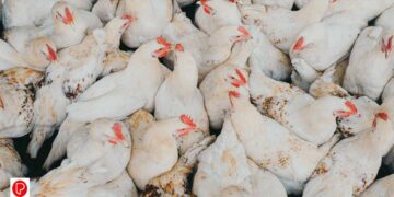 പക്ഷിപ്പനി വീണ്ടും ; ആലപ്പുഴയിലും കോട്ടയത്തും സ്ഥിരീകരിച്ചു