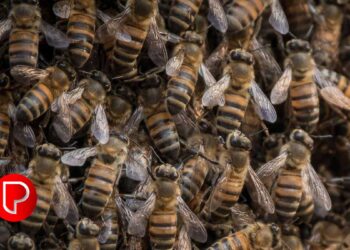 മനുഷ്യത്വത്തിന്റെ ഉജ്ജ്വല മാതൃക; തേനീച്ചയാക്രമണത്തിൽപ്പെട്ട വിദ്യാർത്ഥിയെ രക്ഷിച്ച് പാഴൂർ സ്വദേശി