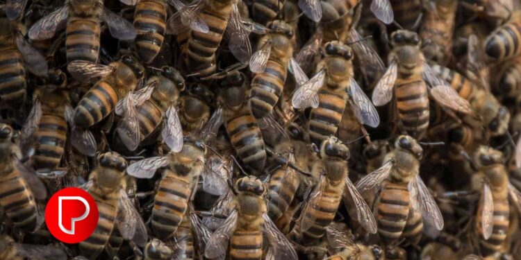 മനുഷ്യത്വത്തിന്റെ ഉജ്ജ്വല മാതൃക; തേനീച്ചയാക്രമണത്തിൽപ്പെട്ട വിദ്യാർത്ഥിയെ രക്ഷിച്ച് പാഴൂർ സ്വദേശി