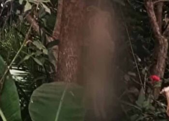 ഒളവണ്ണയിൽ പൂച്ചയെ മരത്തിന് മുകളിൽ കെട്ടി തൂക്കി കൊന്ന നിലയിൽ