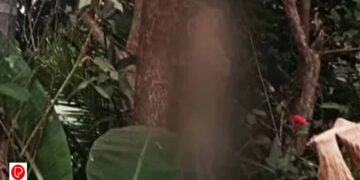 ഒളവണ്ണയിൽ പൂച്ചയെ മരത്തിന് മുകളിൽ കെട്ടി തൂക്കി കൊന്ന നിലയിൽ