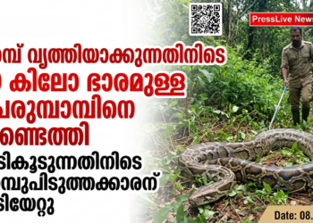 പറമ്പ് വൃത്തിയാക്കുന്നതിനിടെ 60 കിലോ ഭാരമുള്ള പെരുമ്പാമ്പിനെ കണ്ടെത്തി; പിടികൂടുന്നതിനിടെ പാമ്പുപിടുത്തക്കാരന് കടിയേറ്റു.