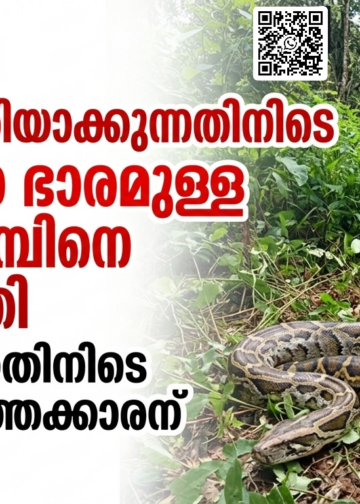 പറമ്പ് വൃത്തിയാക്കുന്നതിനിടെ 60 കിലോ ഭാരമുള്ള പെരുമ്പാമ്പിനെ കണ്ടെത്തി; പിടികൂടുന്നതിനിടെ പാമ്പുപിടുത്തക്കാരന് കടിയേറ്റു.
