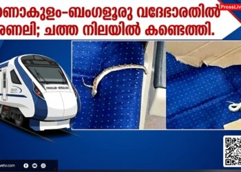 എറണാകുളം–ബംഗളൂരു വന്ദേഭാരത് അണലി; ചത്ത നിലയിൽ കണ്ടെത്തി.