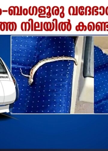എറണാകുളം–ബംഗളൂരു വന്ദേഭാരത് അണലി; ചത്ത നിലയിൽ കണ്ടെത്തി.