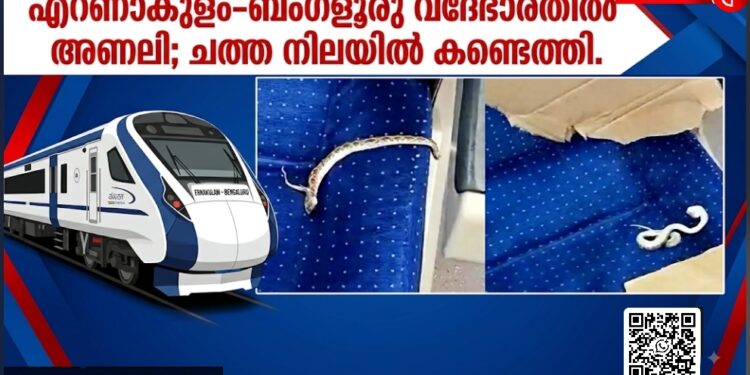 എറണാകുളം–ബംഗളൂരു വന്ദേഭാരത് അണലി; ചത്ത നിലയിൽ കണ്ടെത്തി.